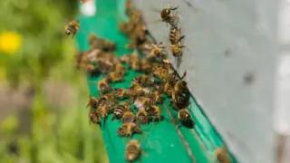 В Чувашии сотрудника сельхозпредприятия оштрафовали за гибель пчел