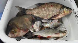 Селедкой нас накормили на годы вперед: крик души жительницы  Дашково-Песочни