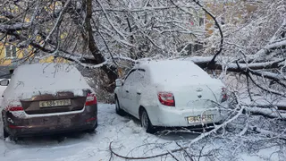 В Рязани дерево рухнуло на автомобиль