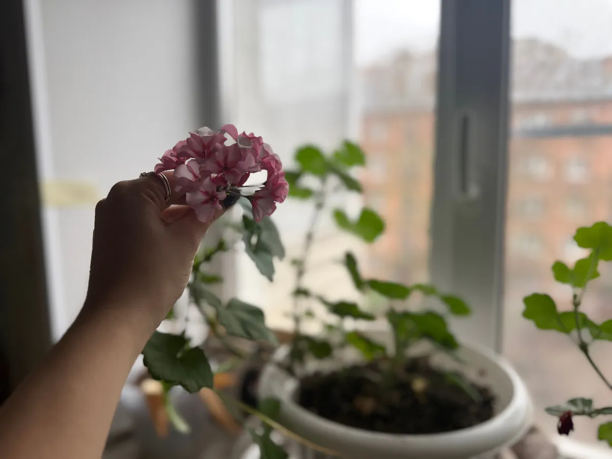 Формирую герань по американской технологии 70-х. Цветёт всю зиму и листья не желтеют