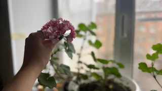 Копеечный способ из аптечки, который оживит любые комнатные цветы в январе