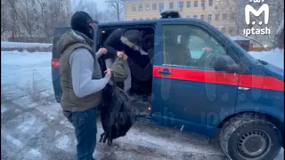 Сын председателя коллегии судей Татарстана находится под следствием