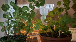 Беру 2 ложки средства — и унылая герань превращается в цветущую красавицу: бутоны лезут лучше, чем летом