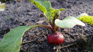 Соседи завидуют моему урожаю: как получить первый редис уже в начале мая – простой лайфхак 
