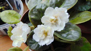 Всегда лью в горшок в мае — и фиалка становится неотразимой: цветёт так, словно на выставку готовится — бутонизация будет эталонной