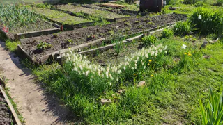 Миска вместо 10 кг навоза: бросьте даже на выпавший снег – весной ваша земля будет приятнее шелка