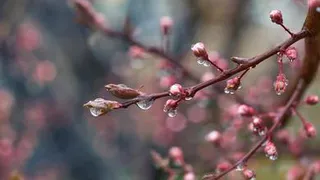 Стала известна погода на Первомай