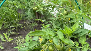 В середине июля томаты «умоляют» об этой подкормке: 0,5 литра под куст — завязи пойдут на ура