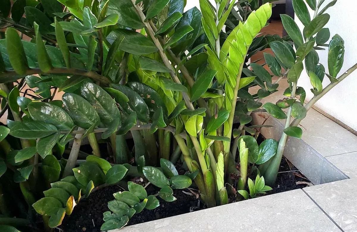 Сахарный допинг для долларового дерева: всего ложка на горшок — и замиокулькас оживает