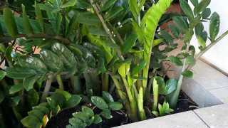 Сахарный допинг для долларового дерева: всего ложка на горшок — и замиокулькас оживает