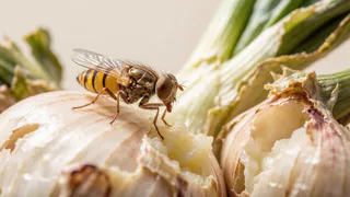 Дедовский метод против луковой мухи: 1 полив этим раствором - и лук будет размером с кулак, без единого червяка