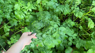 Сажаю всего 2 сорта картофеля — дают самый вкусный урожай: не дрябнут весь год и идеально подходят для пюре