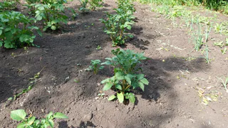 Как только зацвел картофель — тут же сыплю под корень: 20 кустов выдают урожай на всю зиму