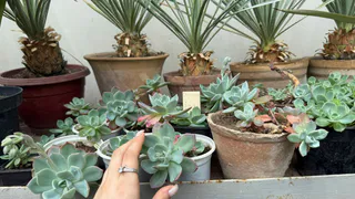 Эта специя из кухонного шкафа изменила комнатные цветы — через 5 дней результат удивил даже скептиков