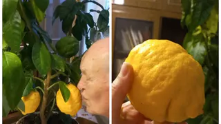 В Юрьев-Польском пенсионер вырастил в своей квартире огромные лимоны