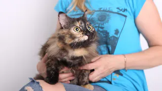 Дай лапку: Бусинка, Филипп и Старушка в поисках хозяев