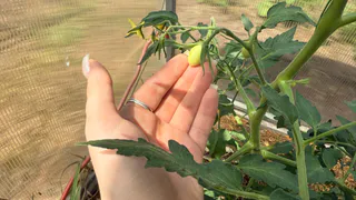 Пасынкую томаты не «как принято», а использую этот хитрый приём: вал помидоров обеспечен даже осенью