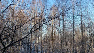 29 декабря устойчивые морозы охватят всю территорию Коми