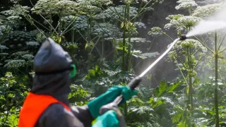 Во Владимирской области спасаются от опасного растения, на это выделили 13 миллионов рублей