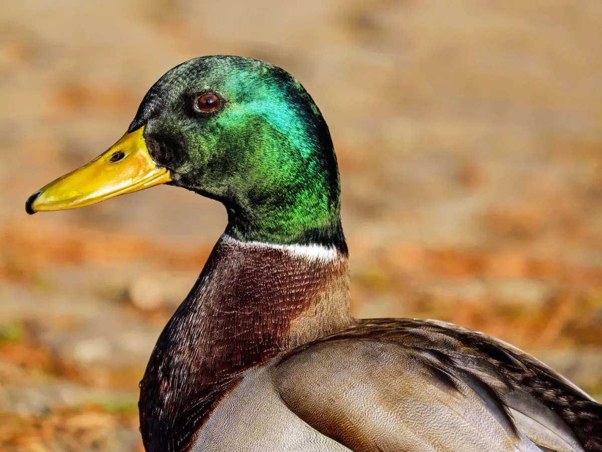 В Челябинской области стало известно, когда стартует сезон охоты на птиц