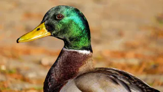 В Челябинской области стало известно, когда стартует сезон охоты на птиц