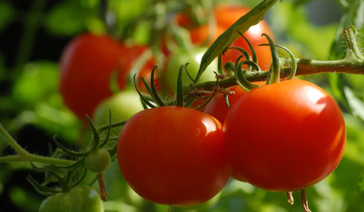 Дачникам представлен сорт помидоров, не требующий ухода и обеспечивающий высокий урожай