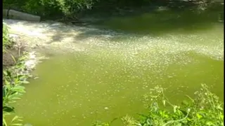 Сколько стоит репортаж? или как "журналист" Чернов приехал на ТНВ Сыр Стародубский