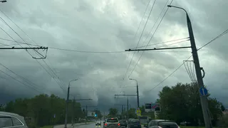 Лось выбежал на трассу под Рязанью