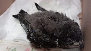 Во Владимире волонтёры спасли выпавшего из гнезда стрижа