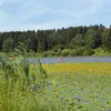 Брянскую область накроет июльская жара во второй половине июня