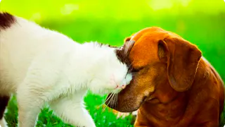 За собачку ответишь! Какие штрафы предусмотрены для владельцев животных