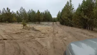 В природном заказнике "Клязьминско-Лухский" констатировали присутствие диких зверей