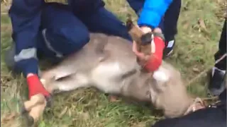 В Рязани поймали олененка