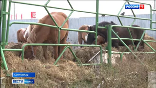 Конный центр в Коми примет в дар остатки урожая