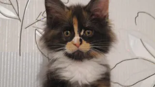 Кошка — друг домового: её обижать в Ефремов день — к неприятностям. Почему 10 февраля стоит опасаться гнева