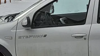 Огромную стаю собак не могут поймать в Пензе