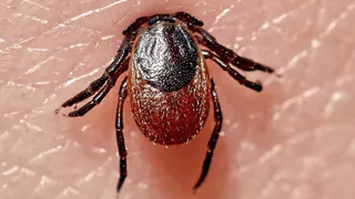 Первый случай укуса клеща обнаружен в Коми