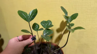 Протираю этим побег перед обрезкой — и увядший замиокулькас выдает рахисы один за другим