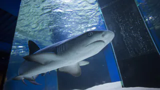 Впервые в Нижнекамске - живая акула и другие морские обитатели