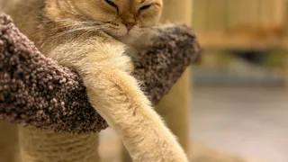 Топ кличек для кошек — эти имена звучат в каждом втором доме: вы удивитесь лидеру