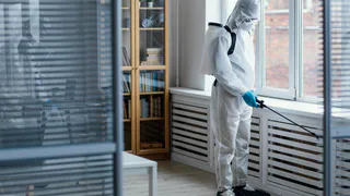 Просто разложить растение и протереть — и постельные клопы сбегут из дома навсегда: как избавиться от вредных насекомых