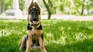 Кинологи УФСИН Владимирской области взяли еще 8 щенков немецкой овчарки