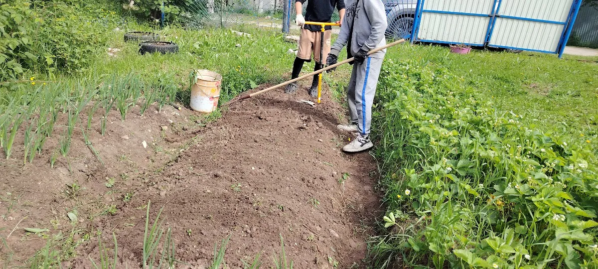 Присыпаю междурядья этой смесью: сорняки не лезут всё лето — экономлю на прополке и наслаждаюсь чистым огородом