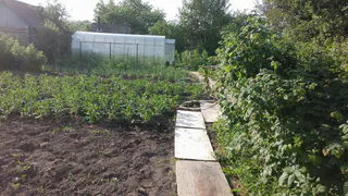 Чеснок в мае требует особого ухода: 3 секретных подкормки для большого урожая