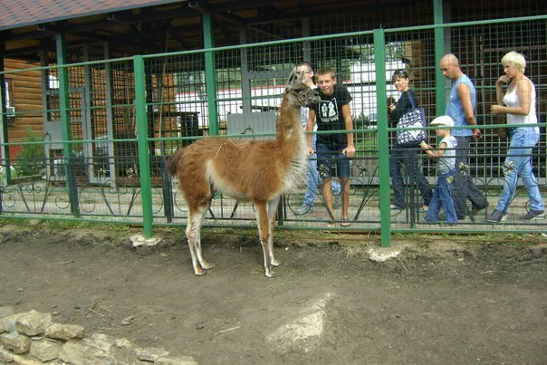 Топ-5 зоо-экскурсий в Нижнекамске