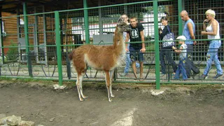 Топ-5 зоо-экскурсий в Нижнекамске