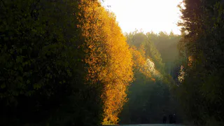 В Чувашии 14 октября потеплеет до +11 градусов