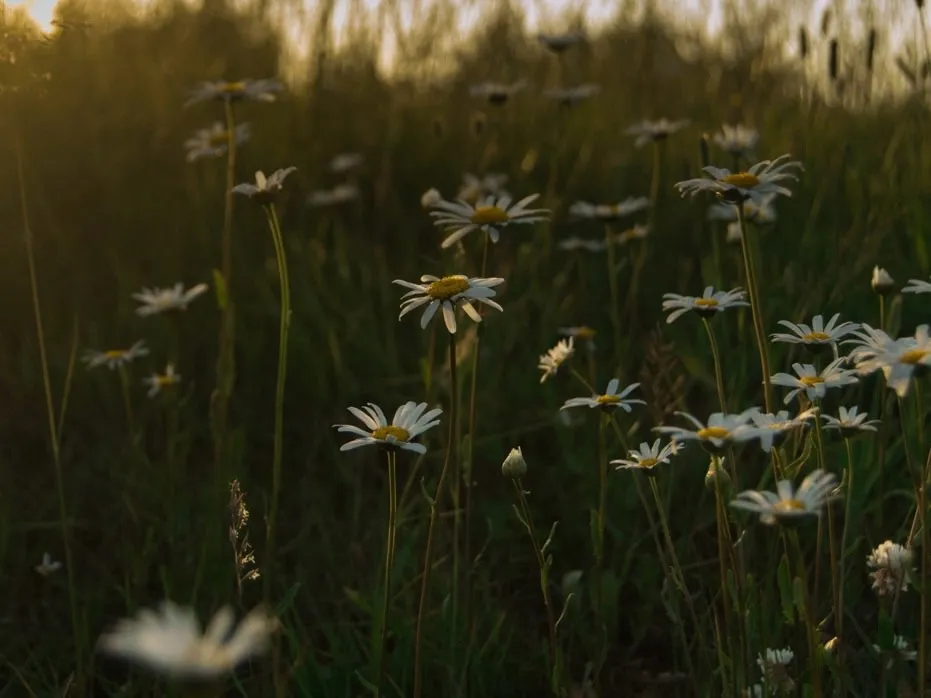 Корабль с золотом причалит к этим знакам: кто разбогатеет после 29 мая