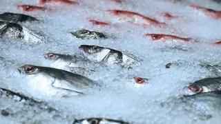 Как выбрать качественную рыбу: советы для здоровья и благополучия