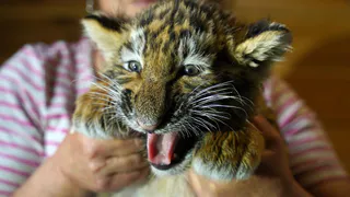 Не все звери — домашние: Госдума назвала животных, которые с 2025 года окажутся под запретом